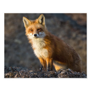 Impression Photo Un Petit Fox mignon