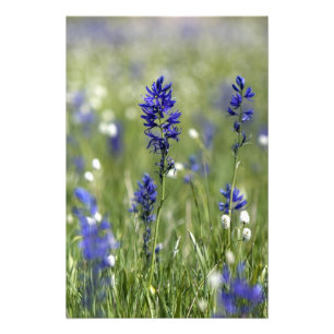 Impression Photo Un pré montagneux de fleurs sauvages dont