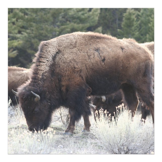 Impression Photo Un troupeau de graisse de bison Brown dans un pré  (Devant)