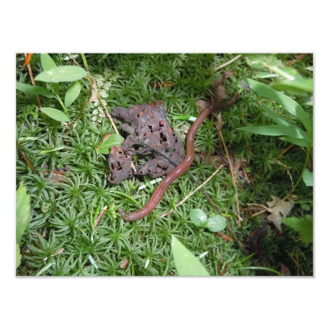 Impression Photo Un ver de terre (Devant)