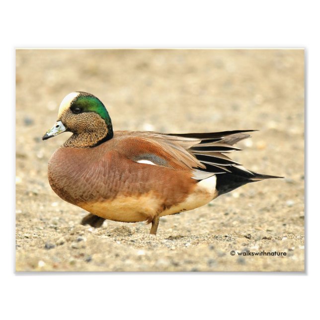 Impression Photo Un Wigeon américain sur la plage (Devant)