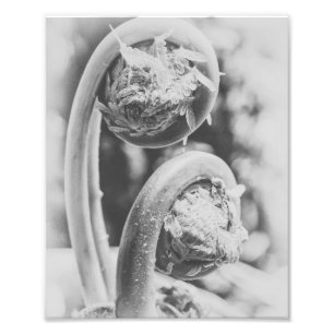 Impression Photo Uncurling Woodland Fern Noir et blanc Imprimer 4