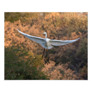 Impression Photo Une mouche d'aigrette