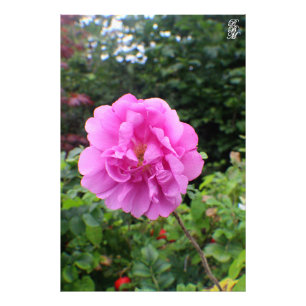 Impression Photo Une seule fleur rose