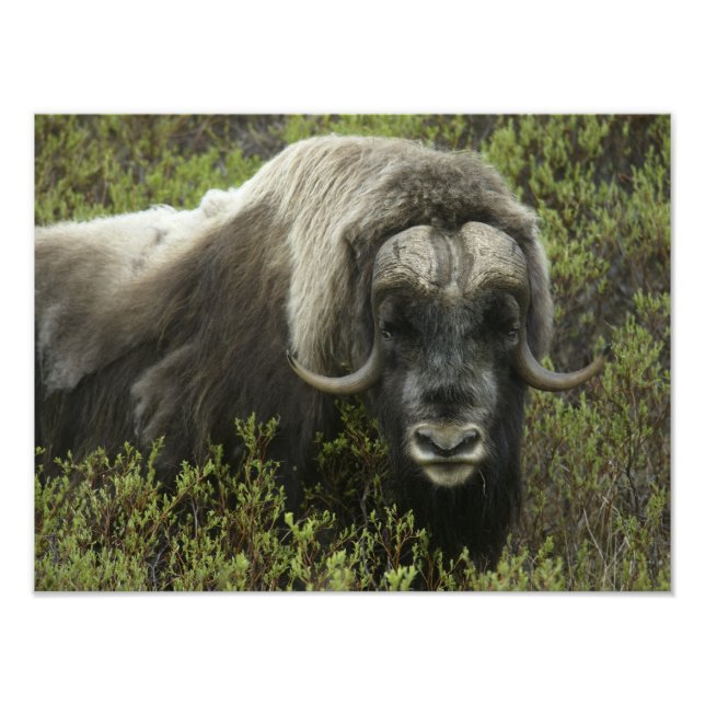 Impression Photo USA, Alaska, Nome. Gros plan du boeuf musqué (Devant)