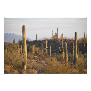 Impression Photo USA, Arizona, désert de Sonoran, Ajo, Ajo 2