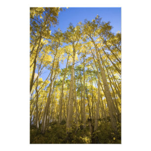 Impression Photo USA, Colorado, Aspens d'automne le long de la Dern
