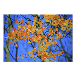 Impression Photo USA, Colorado. Feuilles d'Aspen