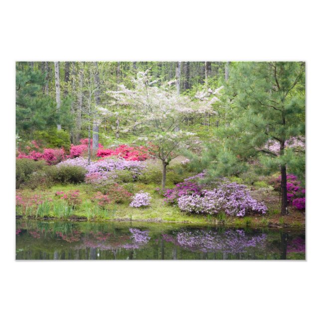 Impression Photo USA, Géorgie, Pine Mountain. Un mélange de (Devant)