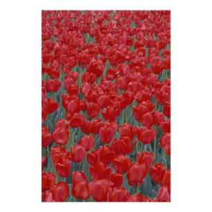 Impression Photo USA, Ohio, Cincinnati. Lit de tulipes rouges