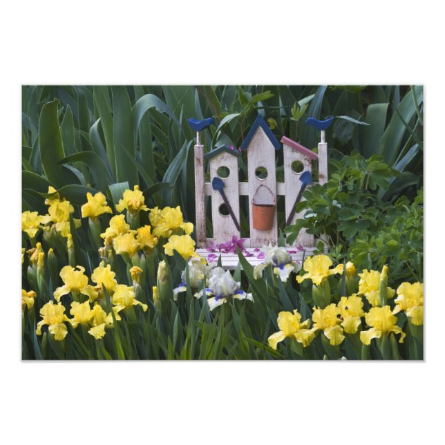 Impression Photo USA, Pennsylvanie. Les iris des jardins poussent a (Devant)