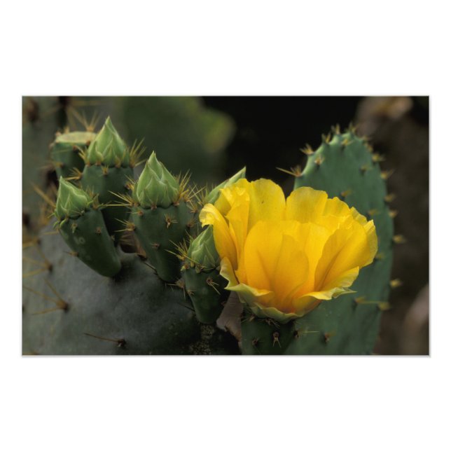 Impression Photo USA, Texas, Prickly Pear Cactus en fleurs. (Devant)