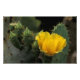 Impression Photo USA, Texas, Prickly Pear Cactus en fleurs. (Devant)