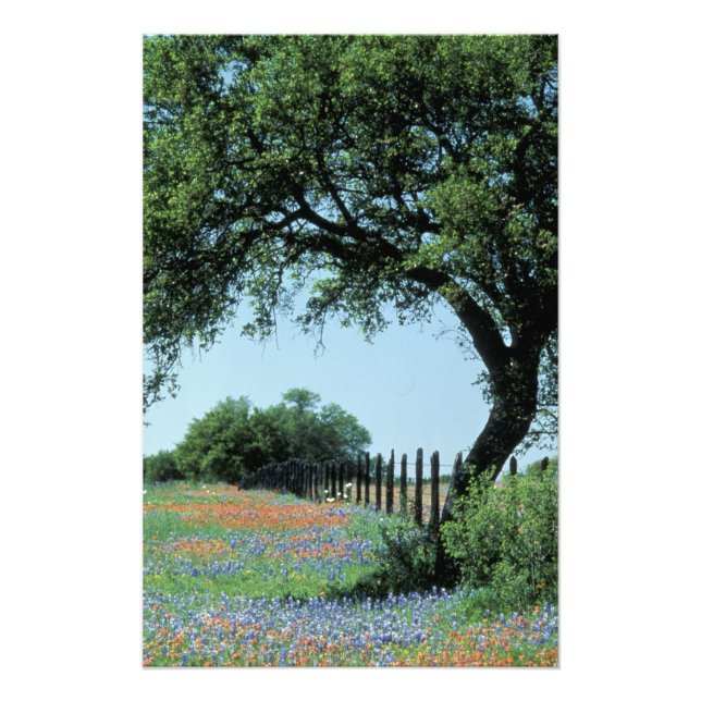 Impression Photo USA, Texas, Texas Hill Country Paintbrush et (Devant)