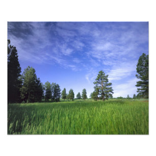 Impression Photo UTAH. ÉTATS-UNIS. Pins ponderosa (Pinus ponderosa)