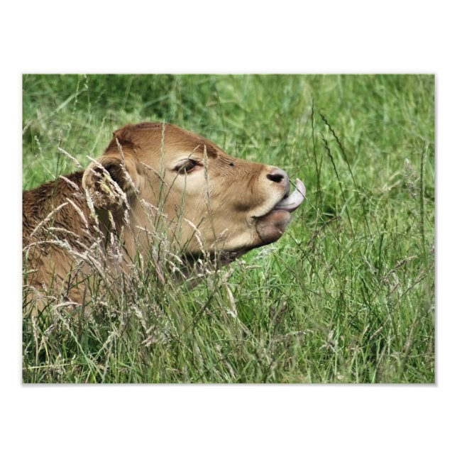 IMPRESSION PHOTO VACHE (Devant)