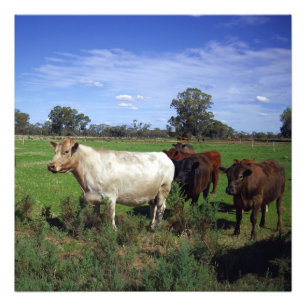 Impression Photo Vache Blanche Menant Le Troupeau,