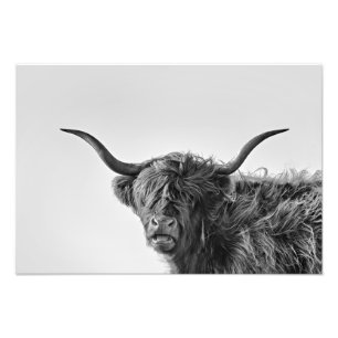 Impression Photo Vache des hautes terres robuste en monochrome