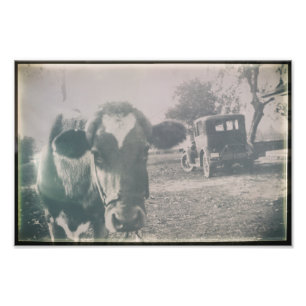 Impression Photo Vache Noir et Blanc Antique Vache ferme Animal