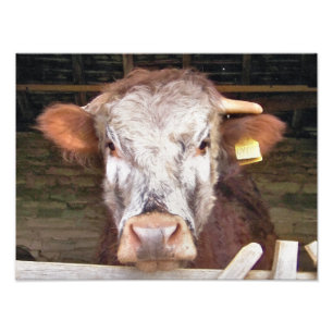 IMPRESSION PHOTO VACHES