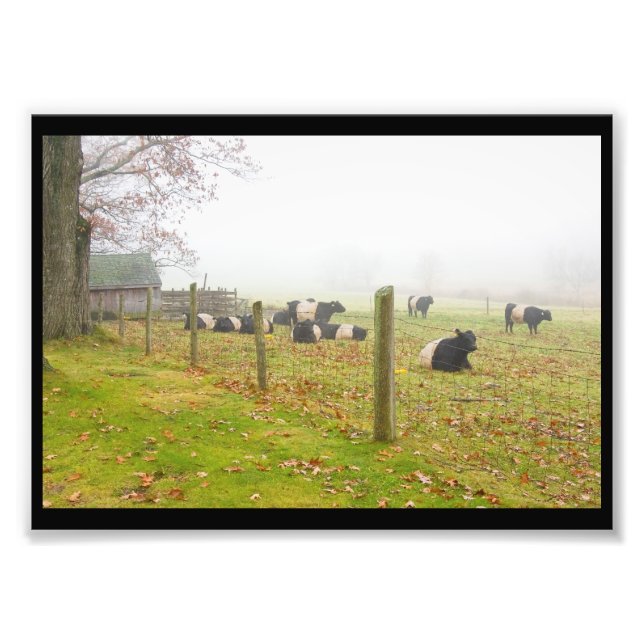 Impression Photo Vaches de galloway ceinturées à Rockport Maine (Devant)
