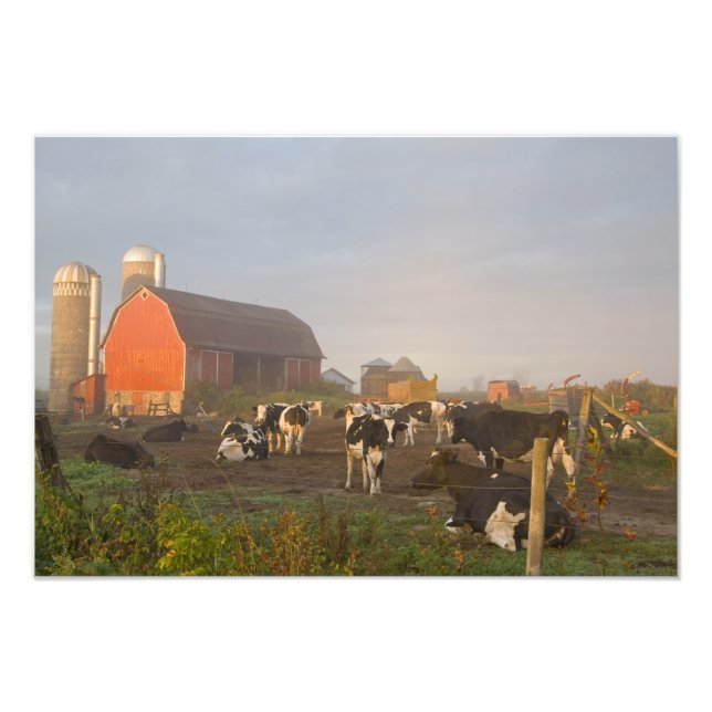 Impression Photo Vaches laitières Holstein à l'extérieur d'une gran (Devant)