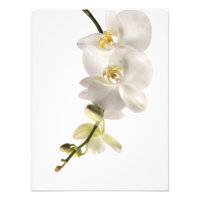 Vaporisateur floral blanc Dendrobium Orchid