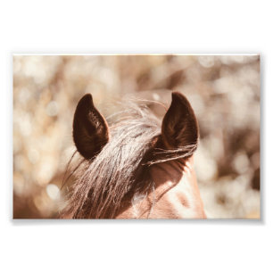 Impression Photo Velours Cheval Brown Oreilles Et Bangs