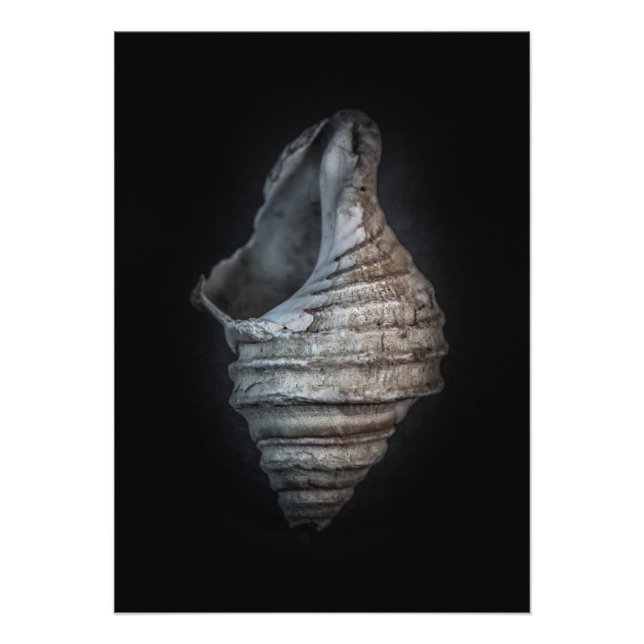 Impression Photo Version couleur Shells No 6 (Devant)