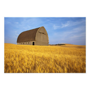 Impression Photo Vieille grange rustique dans le domaine de blé m