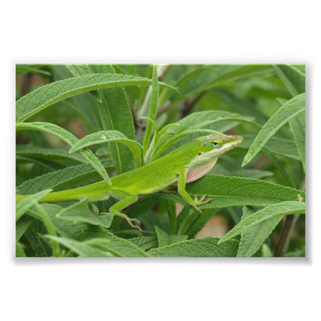 Impression Photo Vieux Monde Lizard aka Chameleon (Devant)