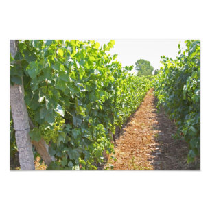 Impression Photo Vins entraînés à haute vitesse sur fils support