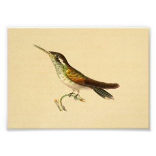 Impression Photo Vintage 1830 Hummingbird Imprimer rouge vert