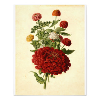 Impression Photo Vintage Botanical Illustration Floral Art
