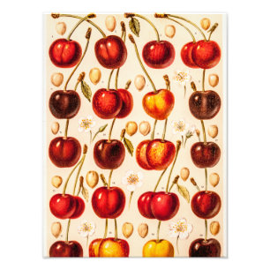 Impression Photo Vintage Cerise Variétés Antique Cerises Fruit
