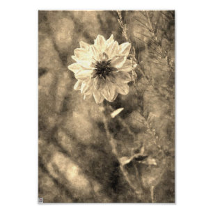Impression Photo Vintage Dahlia
