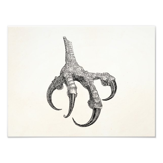 Impression Photo Vintage Osprey Claw Personnalisé Retro Bird Claws (Devant)