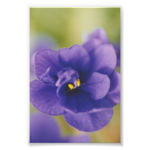Impression Photo Violet bleu africain Saintpaulia
