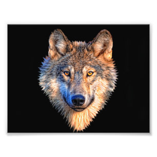 Impression Photo Visage d'animal loup. Tête de loup gris effrayant