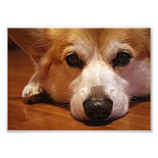 Impression Photo Visage de corgi