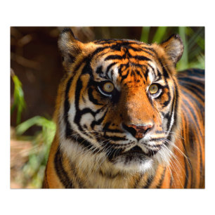 Impression Photo Visage de tigre