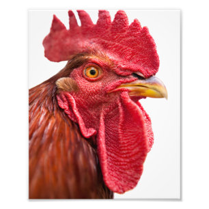 Impression Photo Visage du Rooster