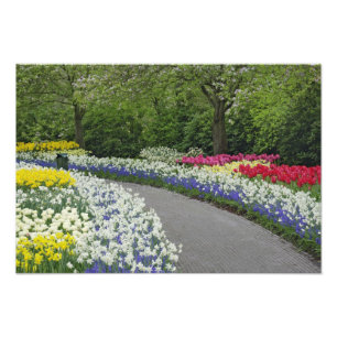 Impression Photo Voie de trottoir à travers tulipes et jonquilles,