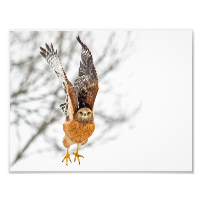 Impression Photo Vol Hawk (Devant)