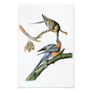 Impression Photo Voyageur Pigeon John Audubon Oiseaux d'Amérique
