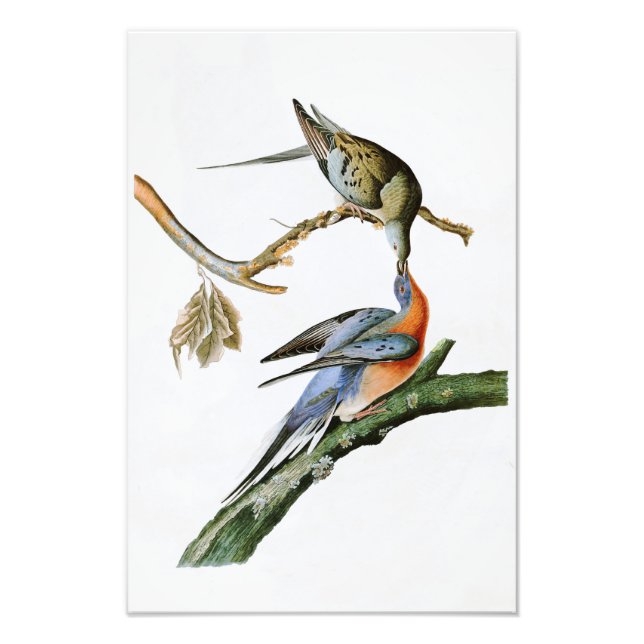 Impression Photo Voyageur Pigeon John Audubon Oiseaux d'Amérique (Devant)