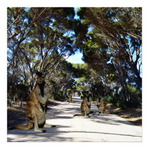 Impression Photo Wallabys Australiens Sur La Route,