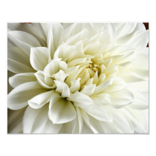 Impression Photo White Dahlia Sepia Dahlia Closeup Modèle