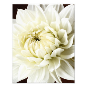 Impression Photo White Dahlia Sepia Dahlia Closeup Modèle