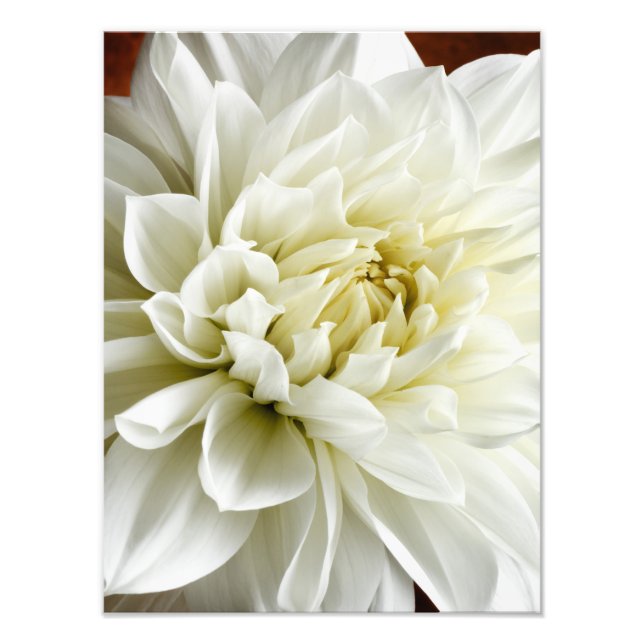 Impression Photo White Dahlia Sepia Dahlia Closeup Modèle (Devant)